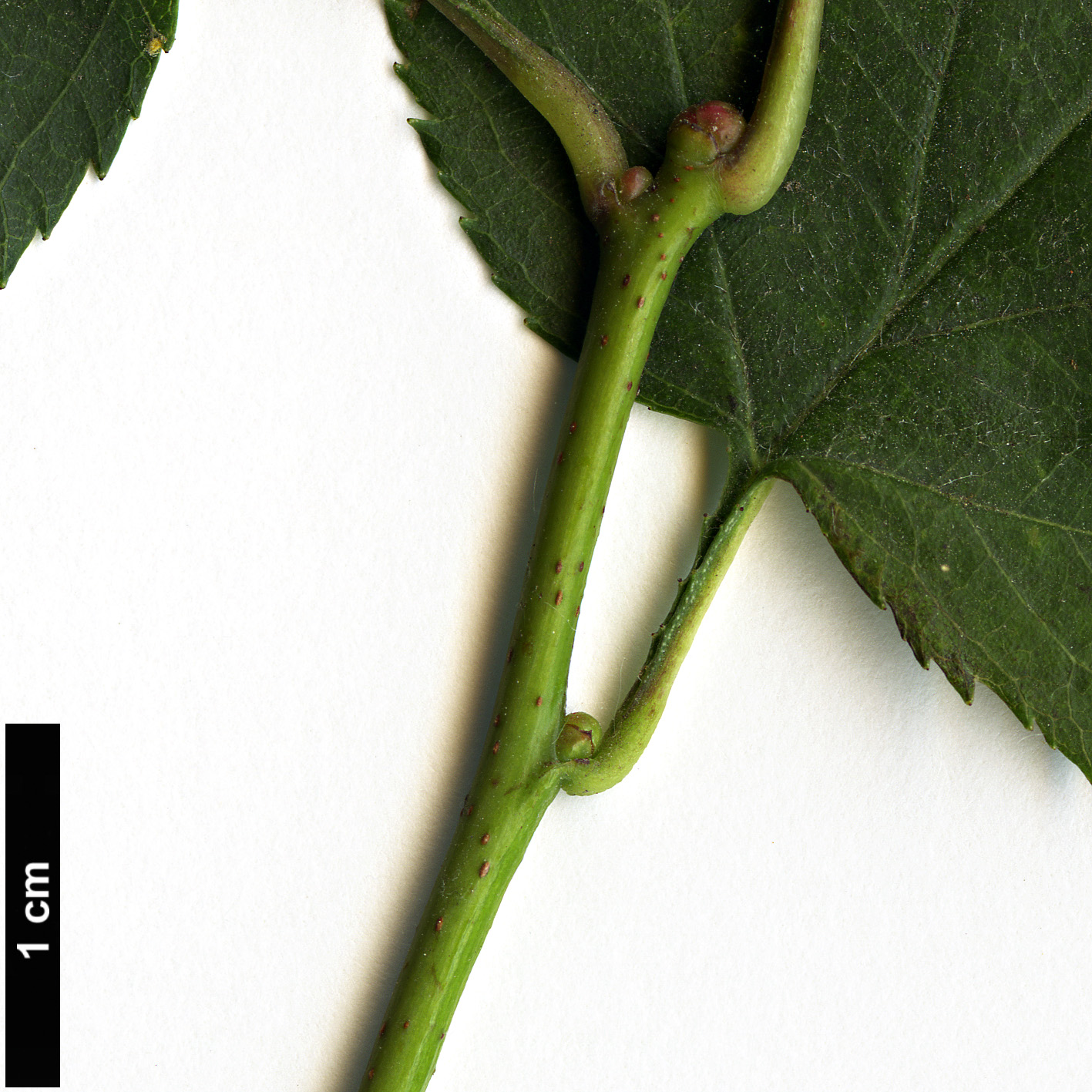 High resolution image: Family: Rosaceae - Genus: Crataegus - Taxon: pruinosa - SpeciesSub: var. dissona High resolution image: Family: Rosaceae - Genus: Crataegus - Taxon: pruinosa - SpeciesSub: var. dissona